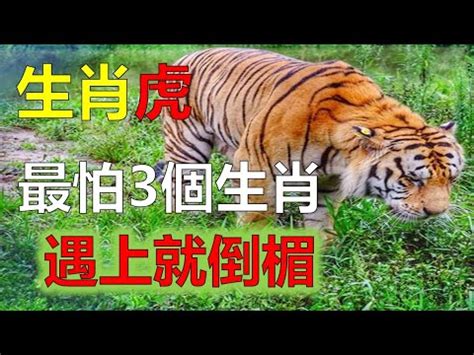 屬虎禁忌喪事|金虎年／屬虎喜喪皆不能沾？江柏樂：沒這種事 一喜破三災